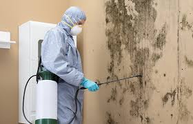  Frenchtown, NJ Mold Removal & Remediation Pros